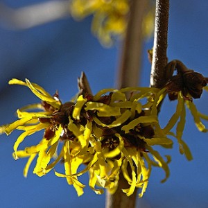 witch hazel flower