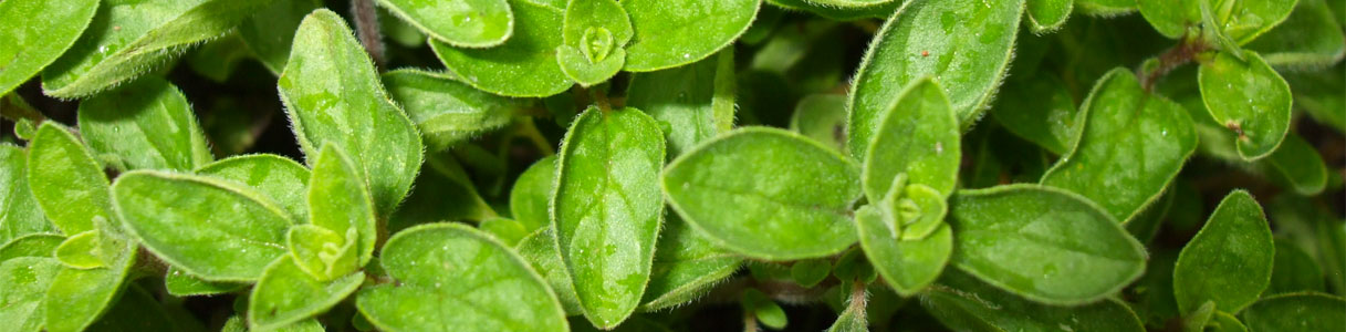 oregano