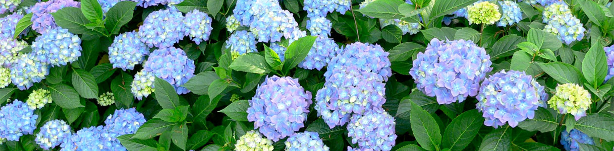 hydrangeas