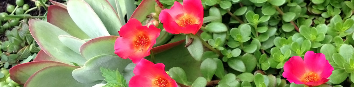 succulents