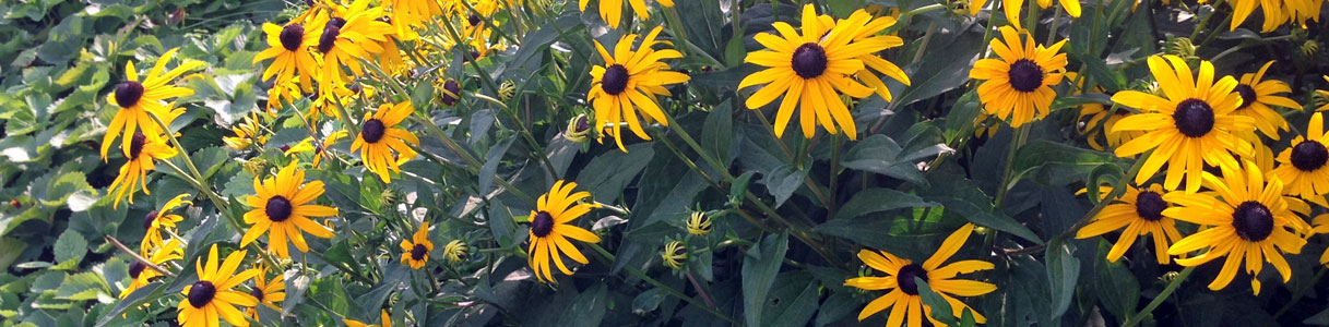 black eyed susans