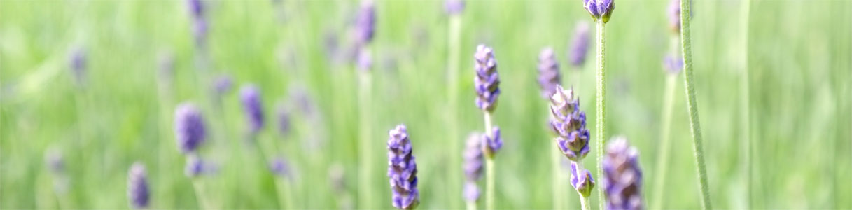 lavender